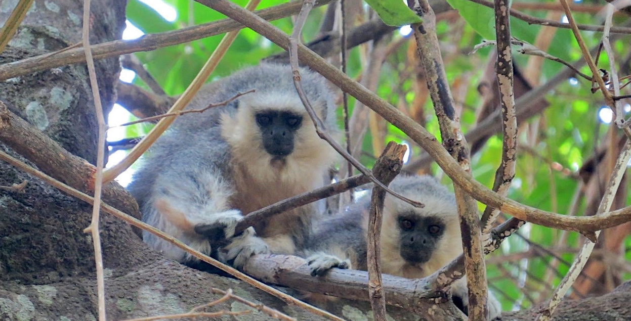 Como o ecoturismo pode salvar primatas amazônicos ameaçados de extinção