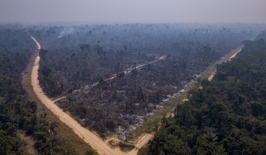 Avanço da pecuária na Amazônia pode desmatar área igual à Irlanda até 2030