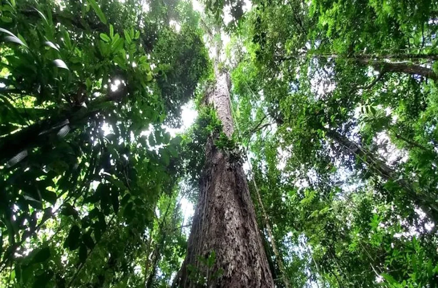 Campanha pede a proteção de santuário de árvores gigantes da Amazônia