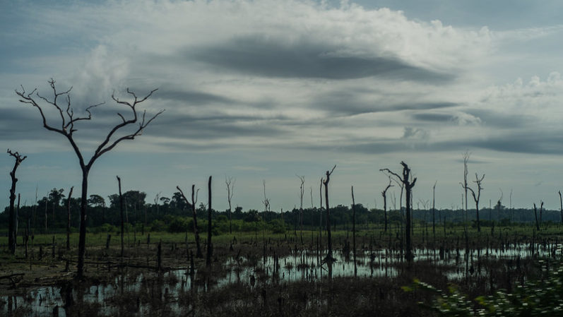 Fragmentação do território amazônico em ilhas prejudica interações vitais entre as espécies