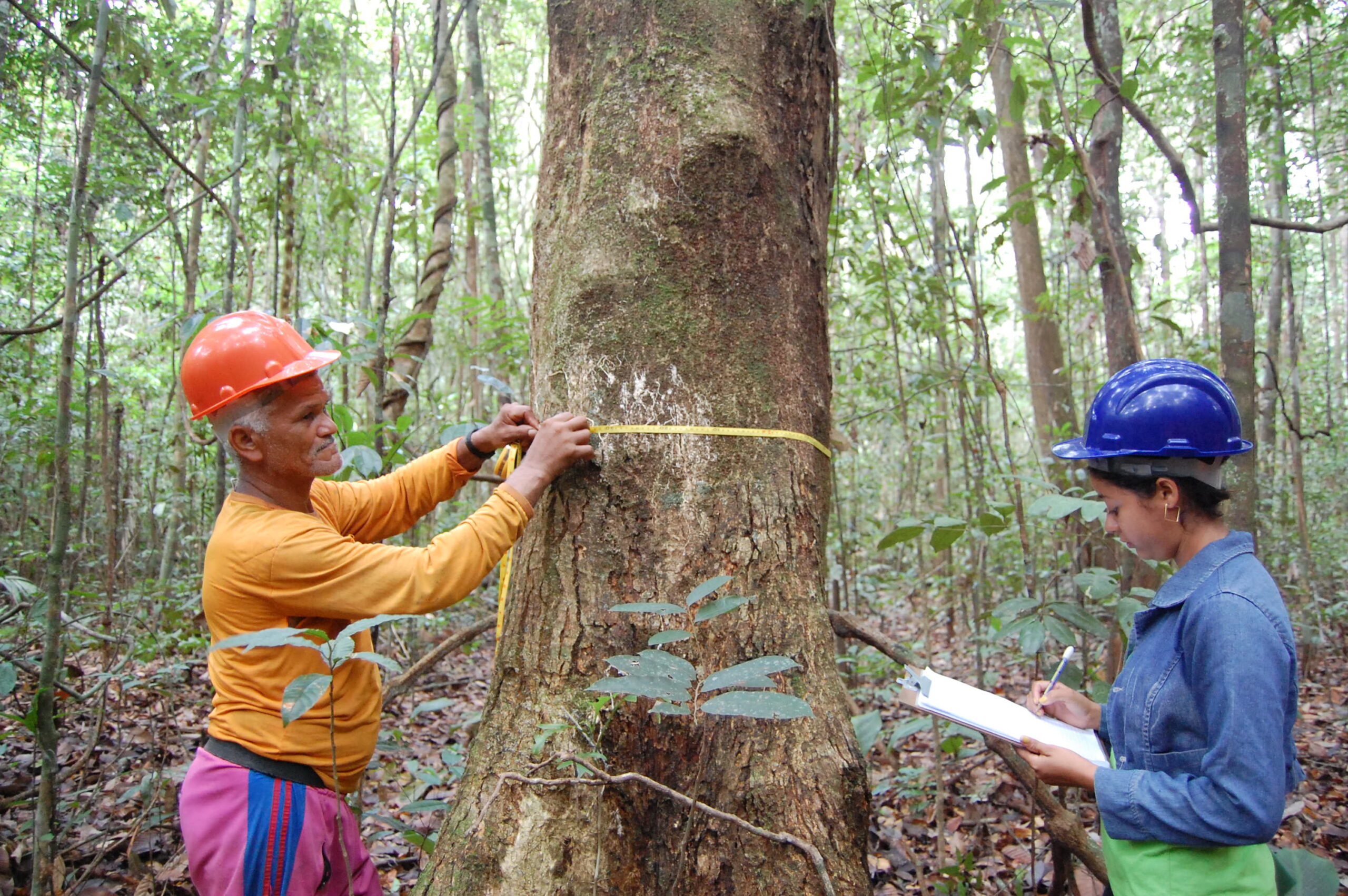 Publicação científica revela estado da arte do monitoramento florestal na Amazônia