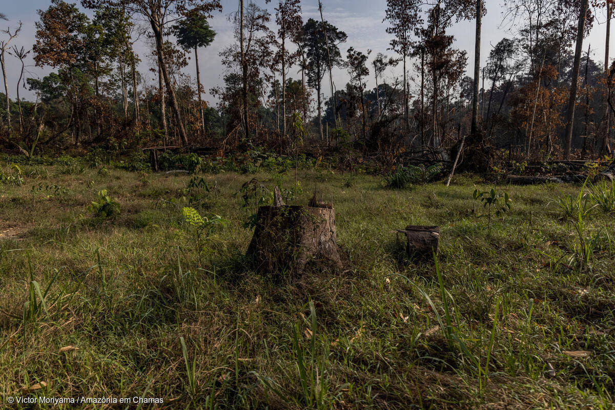 Índices de desmatamento da Amazônia em fevereiro são preocupantes, afirma Ipam