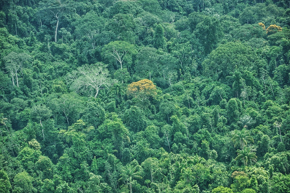 Incra quer anular compra ilegal de fazenda “maior que cidade de São Paulo” na Amazônia