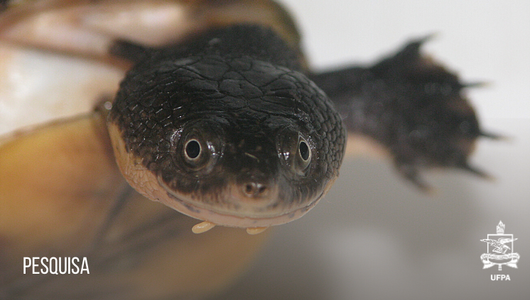 Nova espécie de tartaruga de água doce é encontrada na Amazônia