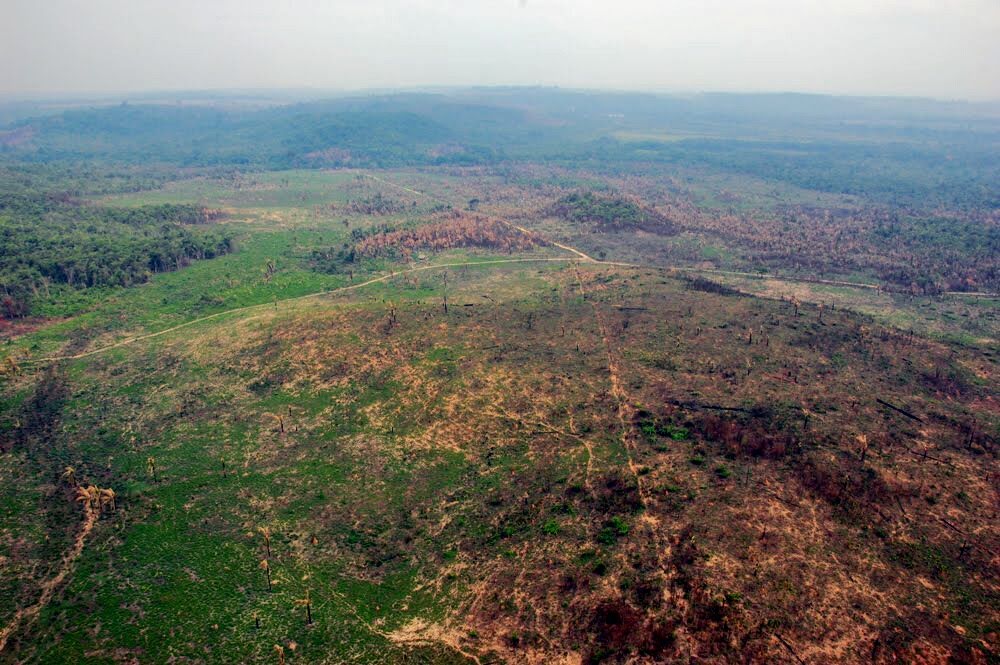 Dos nove estados da Amazônia Legal, somente o Pará registra redução no desmatamento