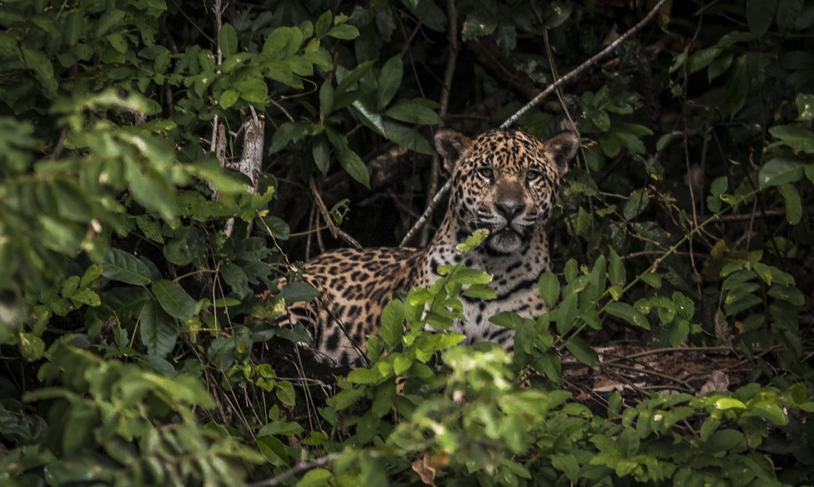 Onças-pintadas estão sob ameaças na Amazônia brasileira, mostra estudo publicado na Nature