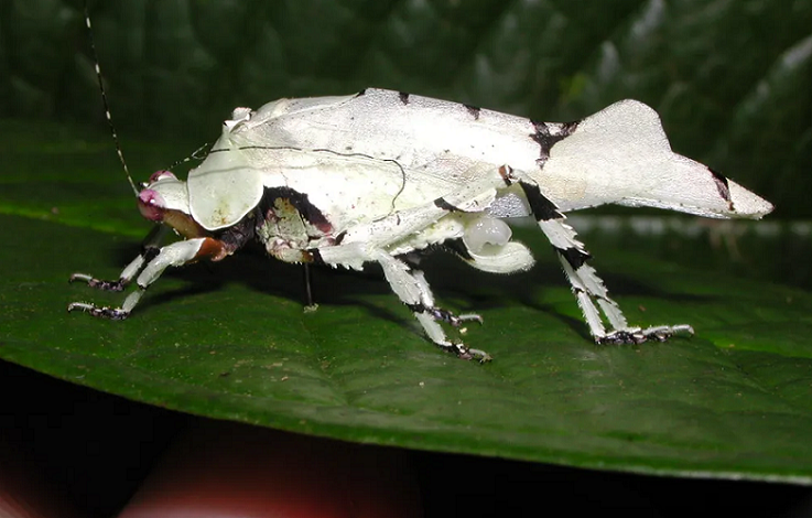 Pesquisadores fazem descobertas sobre insetos que habitam copa das árvores na Amazônia