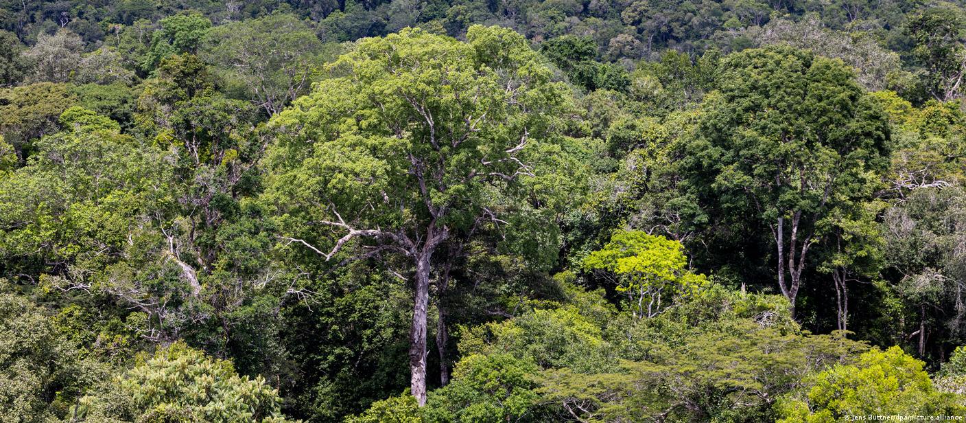 Garimpo ameaça santuário de árvores gigantes na Amazônia