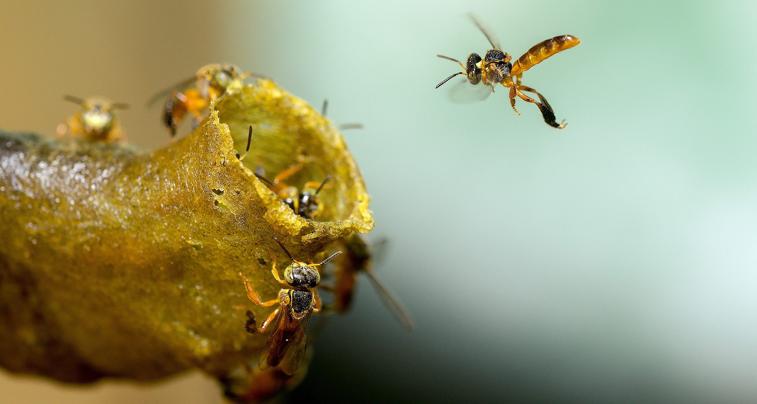 Biofábrica de abelhas é alternativa para geração de renda na Amazônia