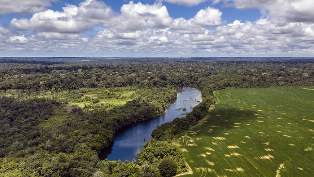 Flona do Tapajós é modelo de como manter a Amazônia em pé e com renda