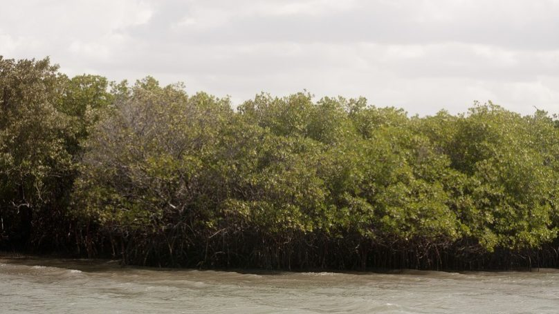 Cobertos por floresta, manguezais da Amazônia brasileira se mantêm preservados