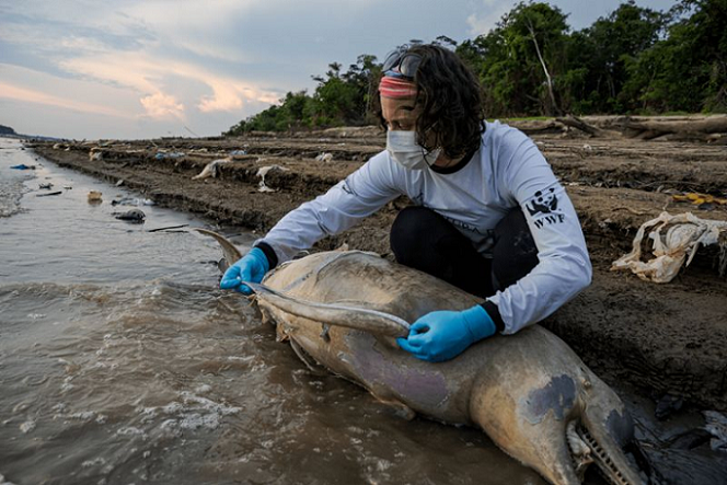 As perguntas que os cientistas tentam responder sobre a morte dos botos no Amazonas