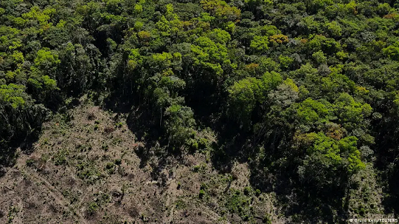 A iniciativa que pretende replantar 500 mil km² da Amazônia