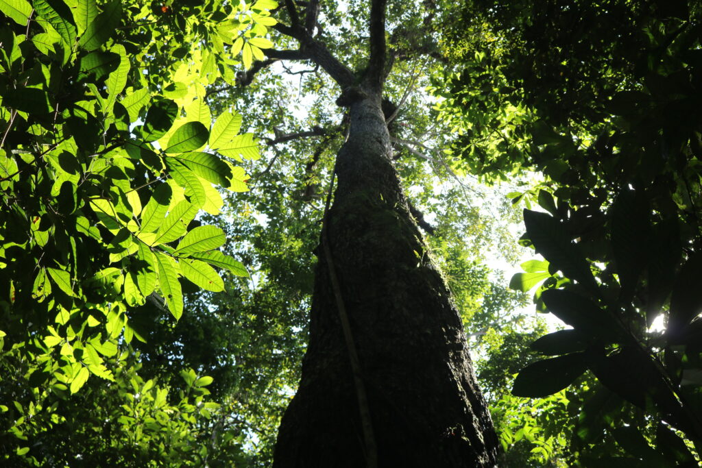 71% dos sítios arqueológicos em florestas na Amazônia Legal estão sob áreas desmatadas